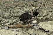 Black vultures on beach by Howler Monkey Hotel