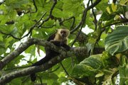 White-faced capuchin monkey at Howler Monkey Hotel