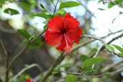 Hibiscus flower at Howler Monkey Hotel