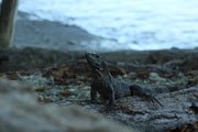Sunning iguana at Howler Monkey Hotel